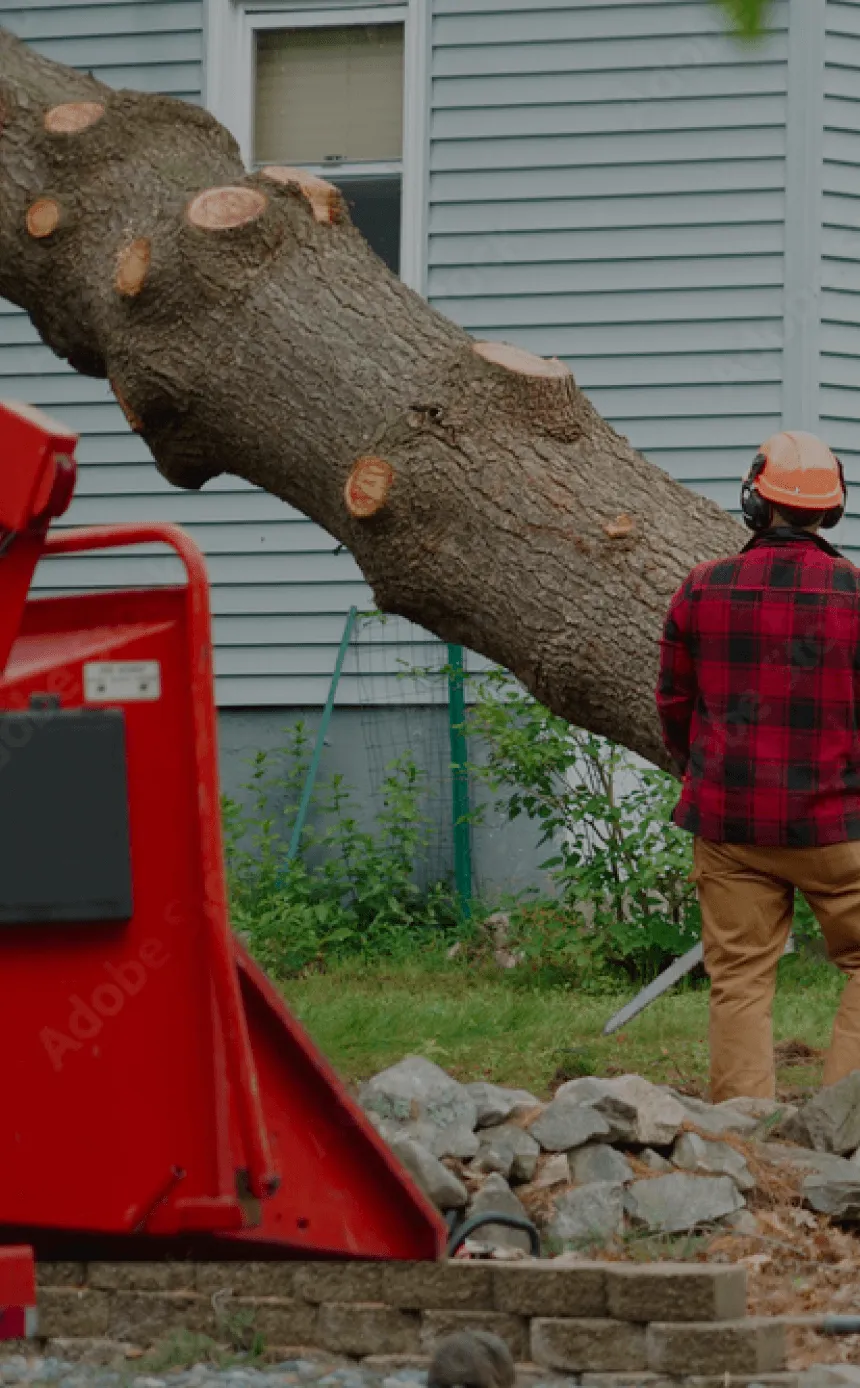 Hazardous Tree Assessment and Removal