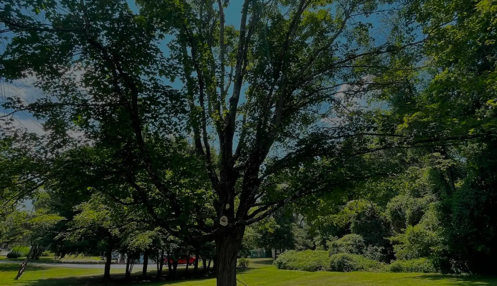 Jillian's Group — Dutchess County tree and property services