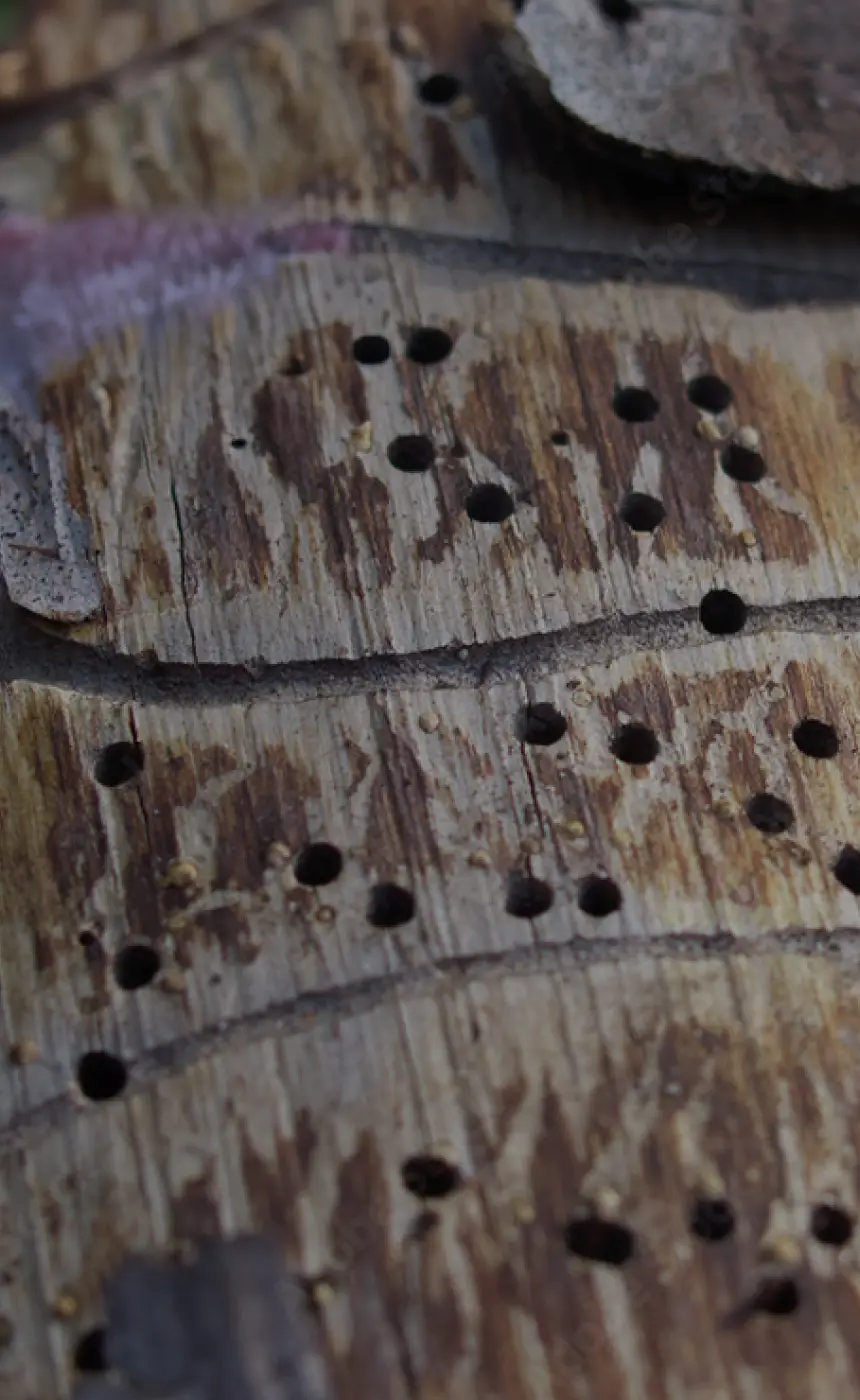 Dutchess County Insect and Disease Management