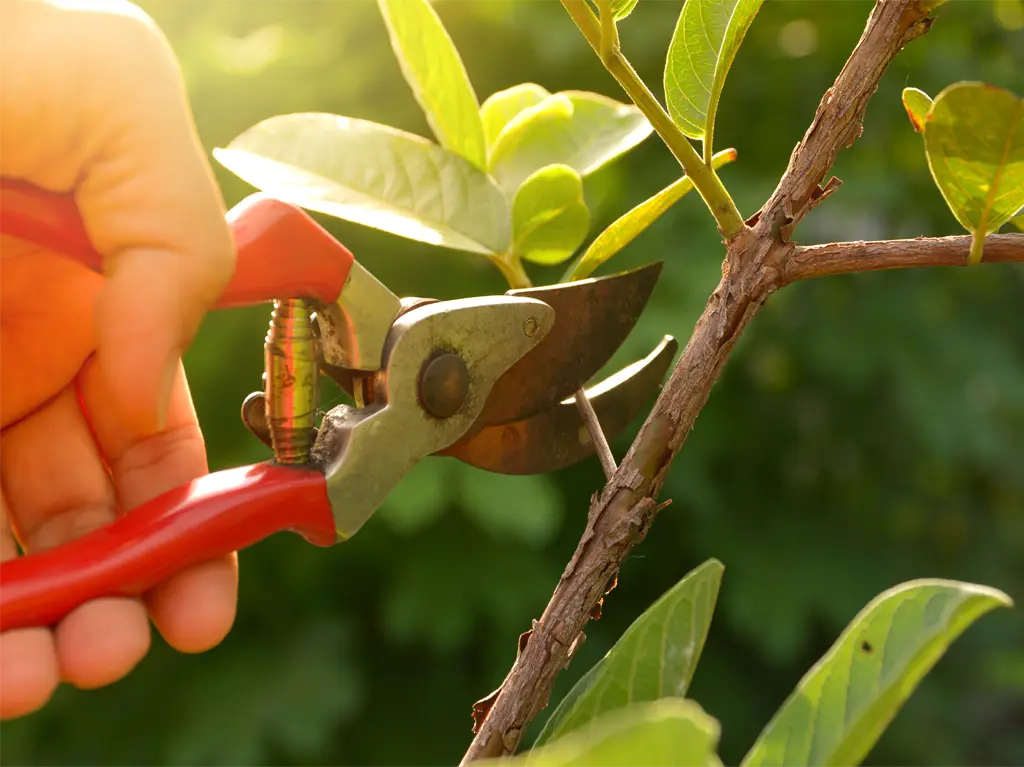 Professional shrub and plant pruning in Dutchess County