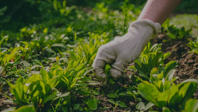 Gardening & Weeding