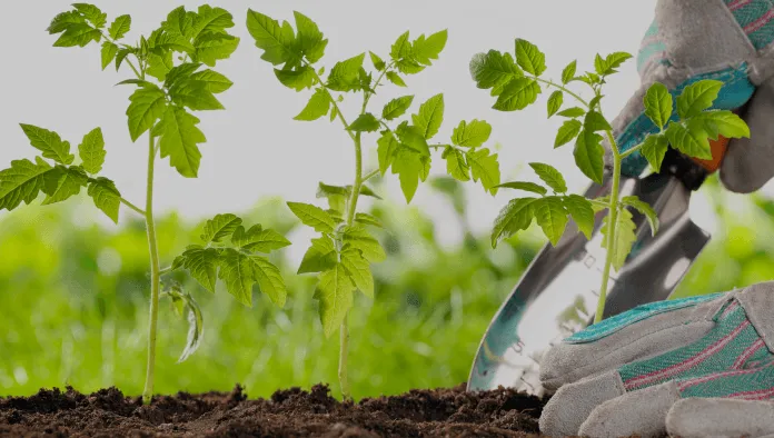 Planting & Transplanting